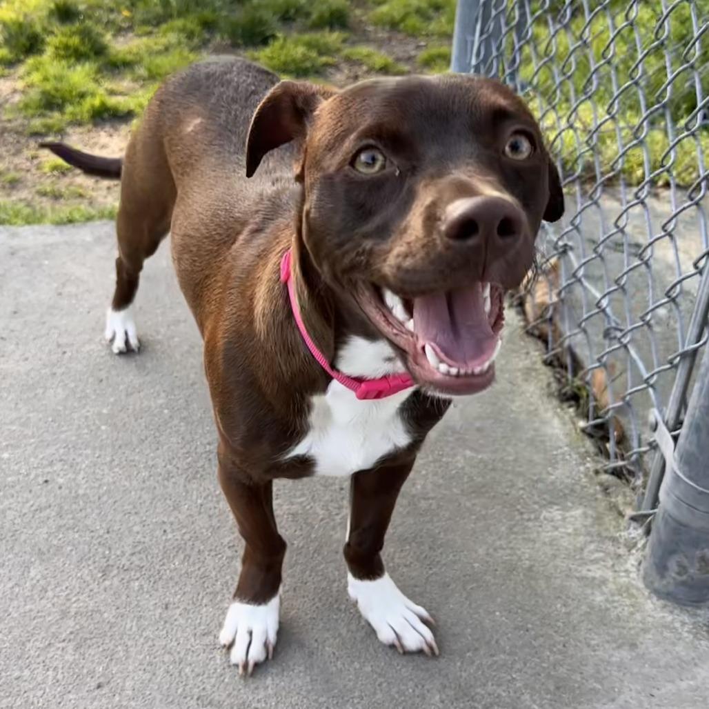 Enlarge Luna FKA Hendrix, a Adoptable mixed breed in Chesapeake, VA image 6/6