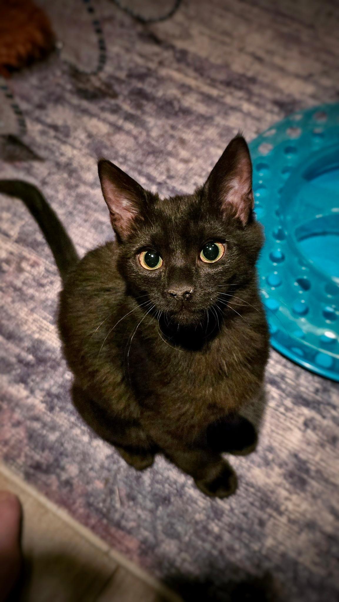 Robin, Adopted, Young Female Domestic Short Hair.