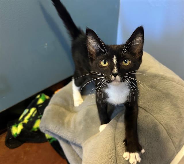 BINKY, Adoptable, Kitten Female Domestic Short Hair.