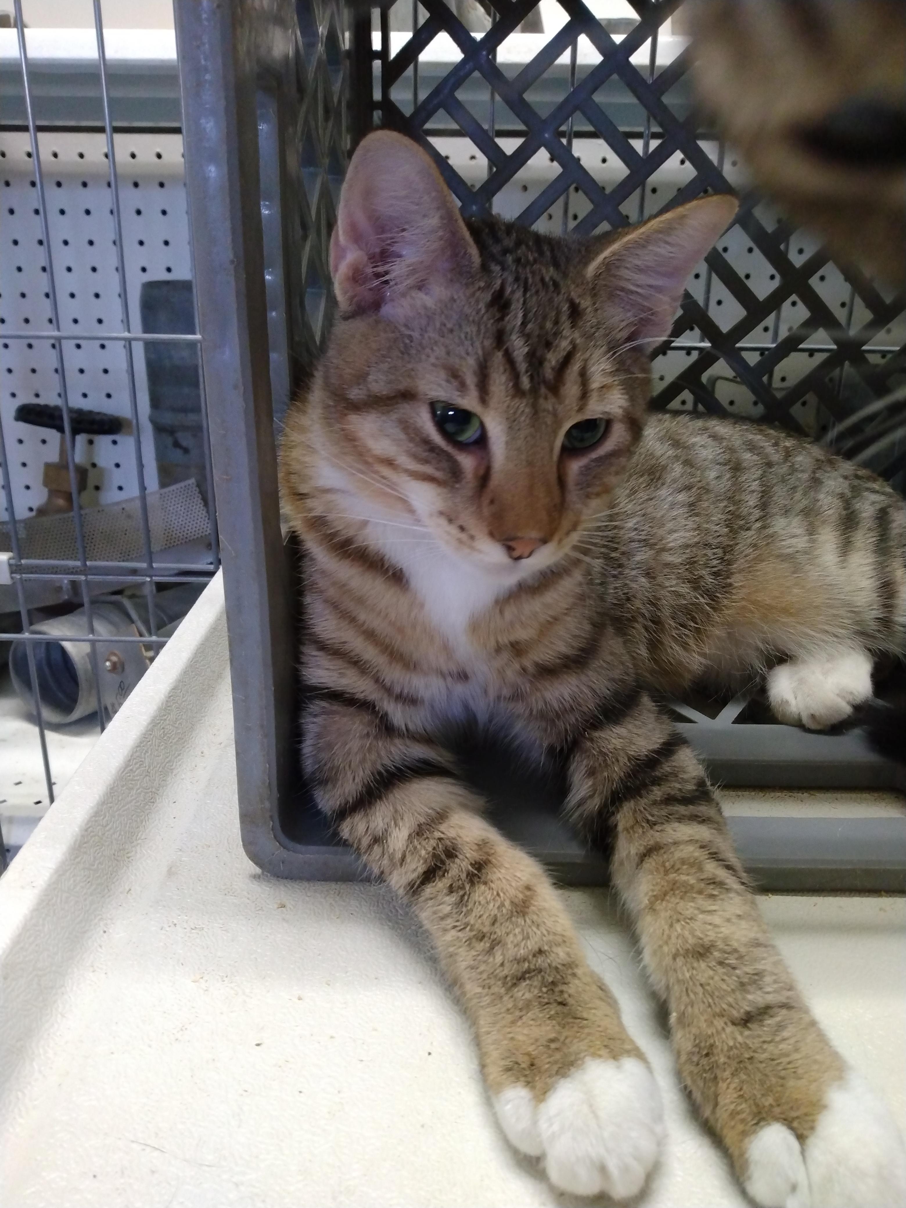 Tippy Toes, Adoptable, Adult Male Domestic Short Hair.