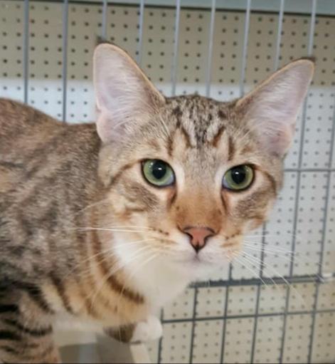 Enlarge Tippy Toes, a Adoptable mixed breed in Buhl, ID image 2/5