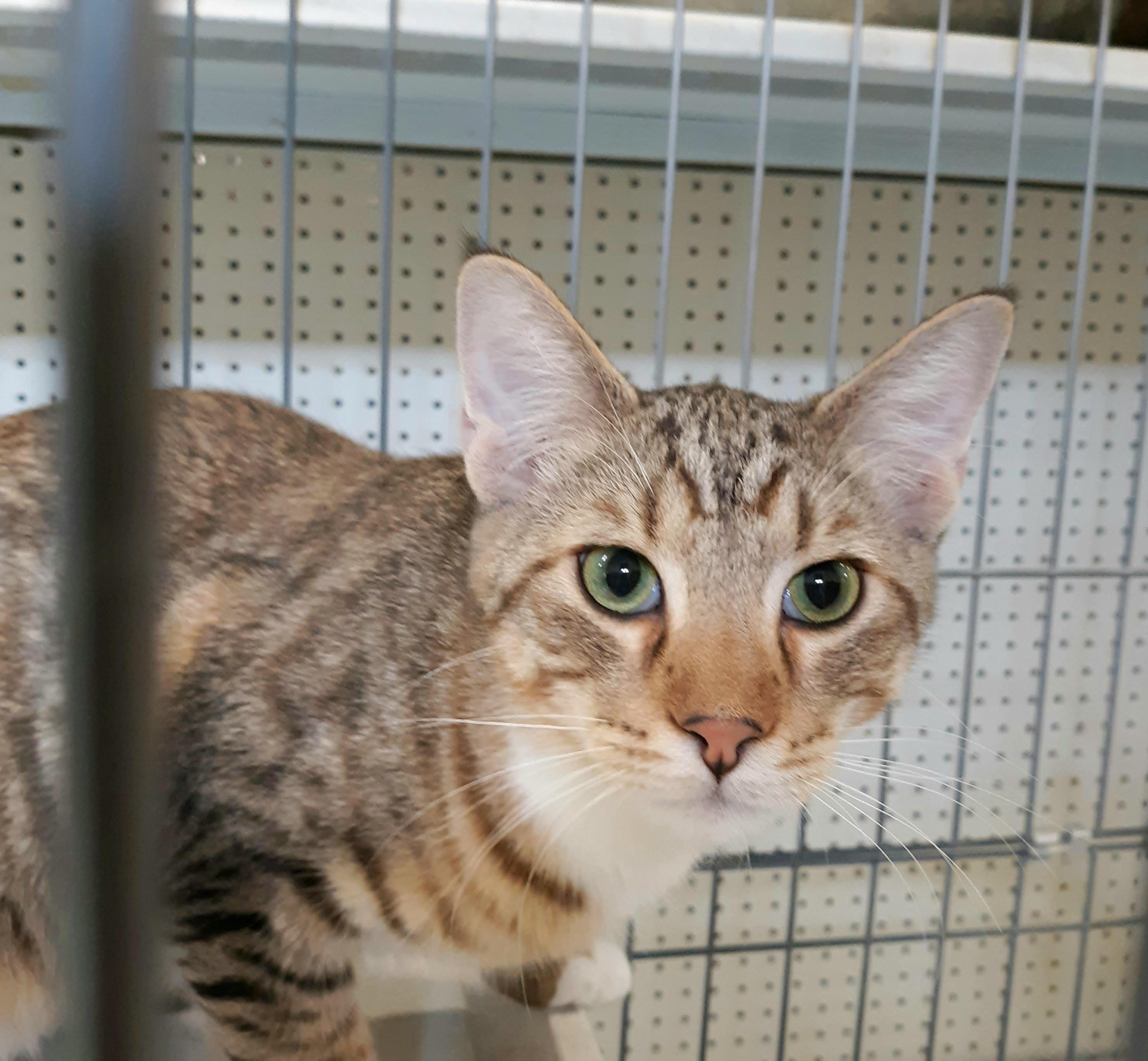 Enlarge Tippy Toes, a Adoptable mixed breed in Buhl, ID image 4/6