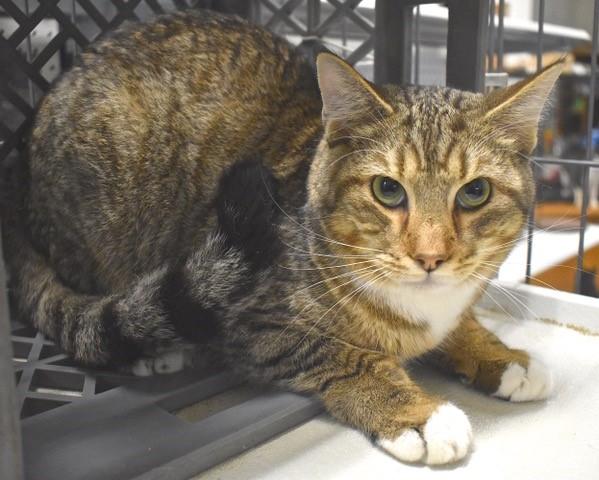 Enlarge Tippy Toes, a Adoptable mixed breed in Buhl, ID image 5/6