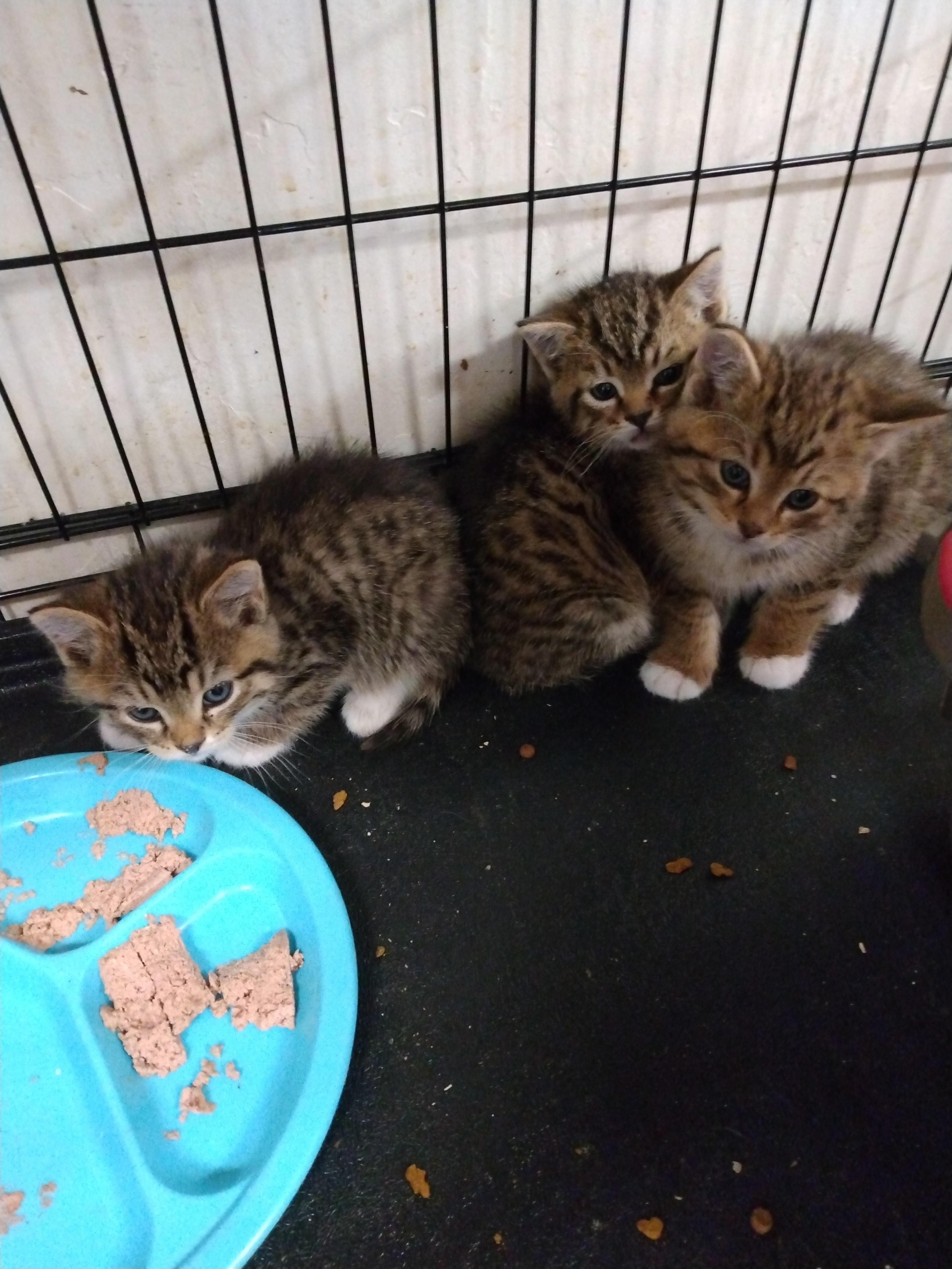 Enlarge Tippy Toes, a Adoptable mixed breed in Buhl, ID image 6/6