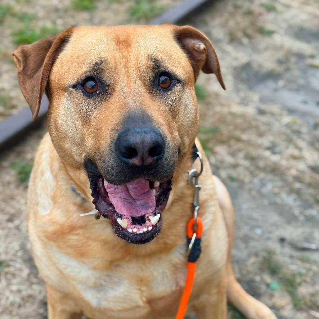 Clydes, Adoptable, Adult Male Yellow Labrador Retriever & Mixed Breed.