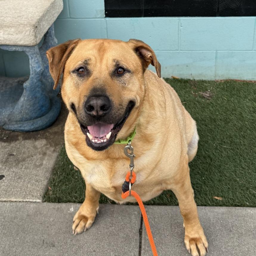 Clydes, a Adoptable mixed breed in Tacoma, WA image 3/4