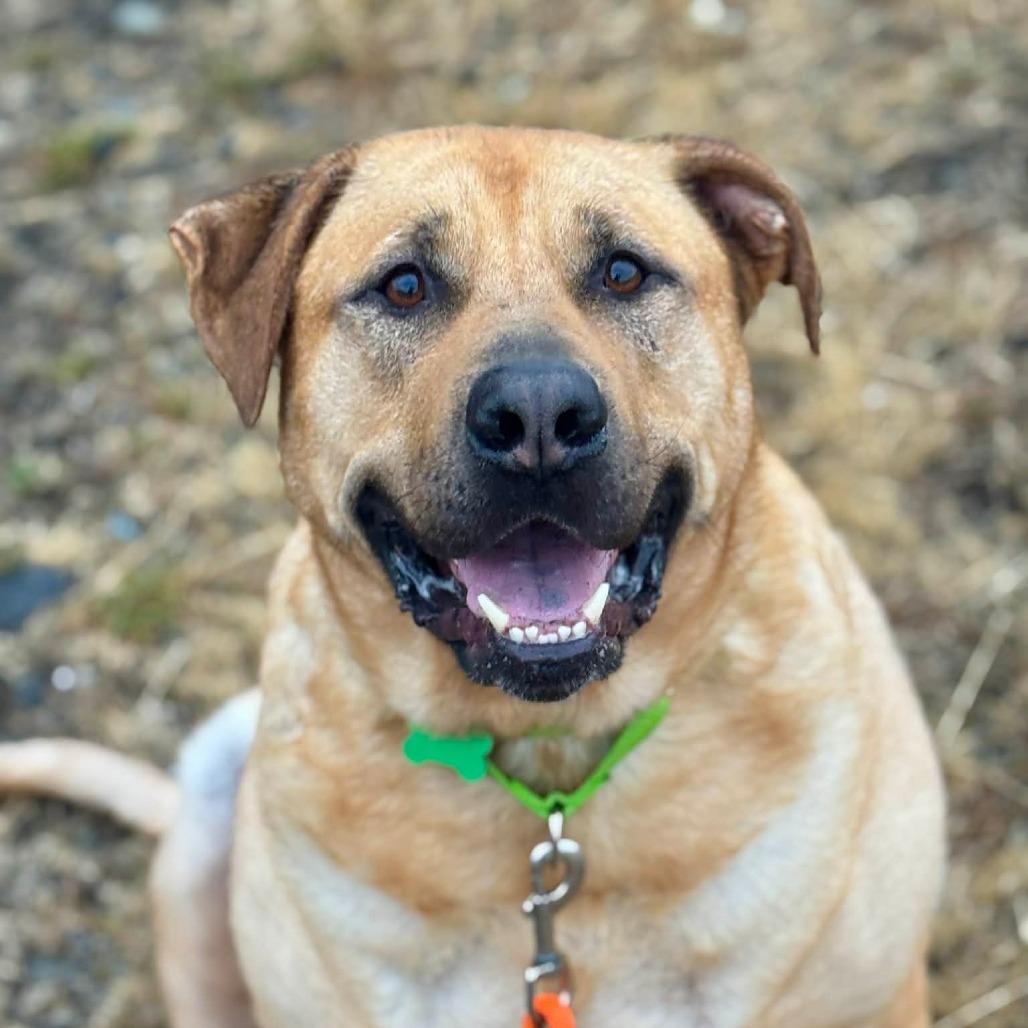 Clydes, a Adoptable mixed breed in Tacoma, WA image 4/4