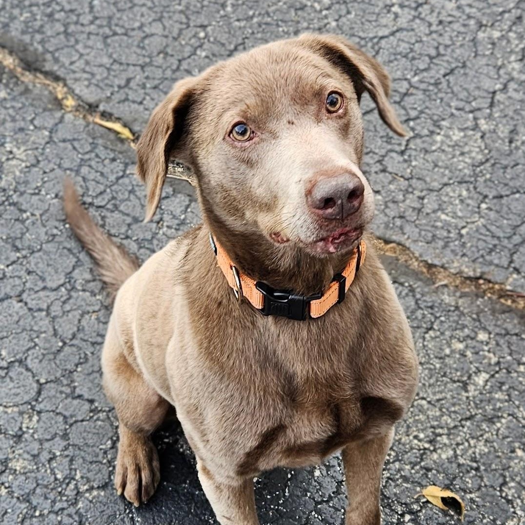 Kingston, a Adoptable Labrador Retriever in Hartland, WI image 1/6
