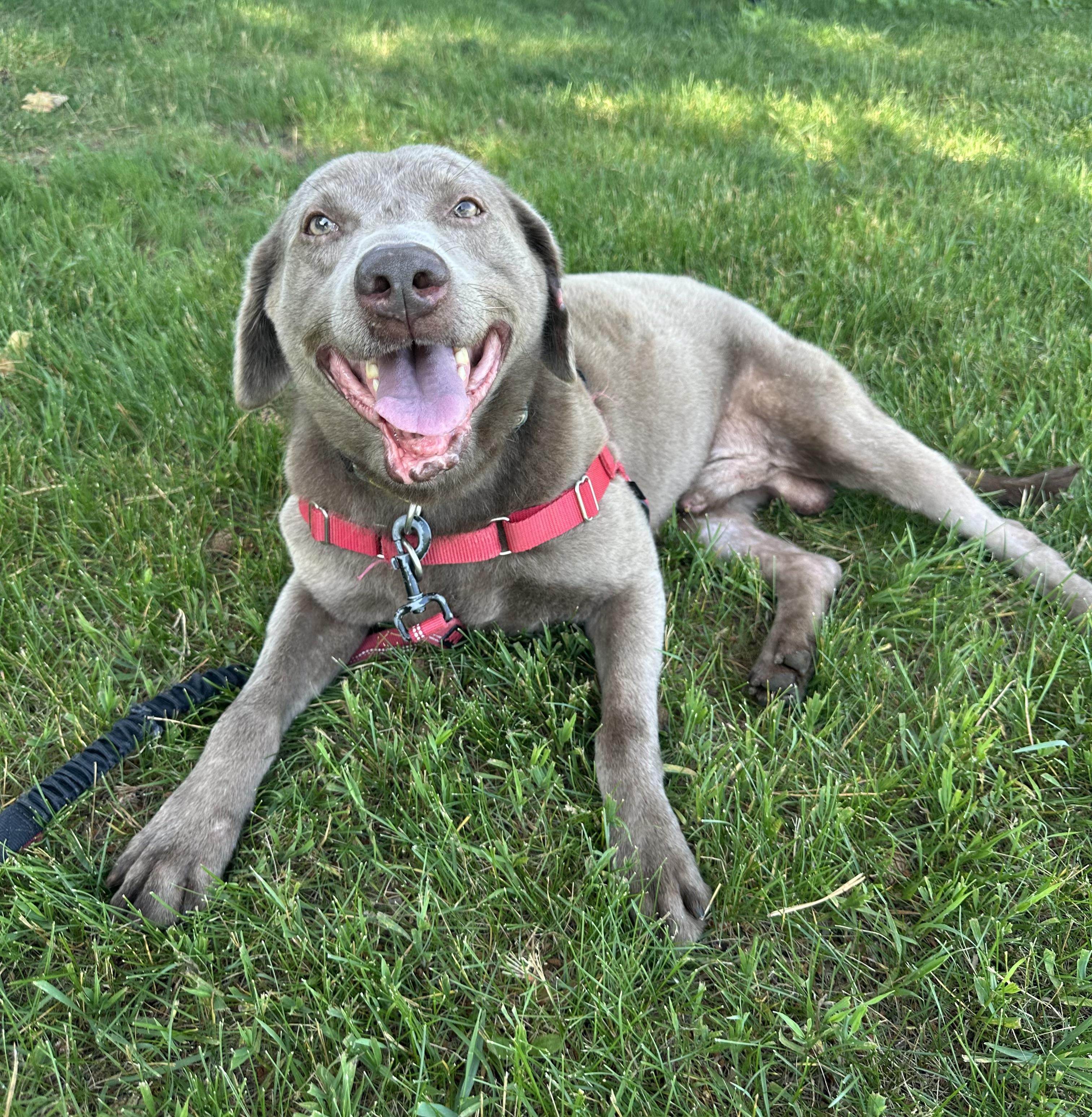 Kingston - Foster Home Needed, Adult Male Labrador Retriever
