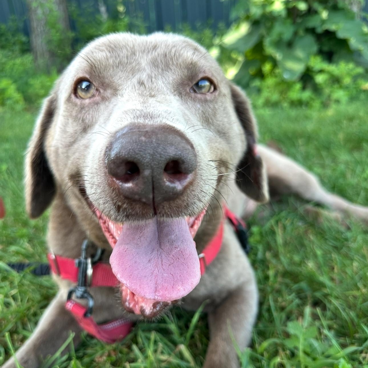 Kingston, Adoptable, Adult Male Labrador Retriever.