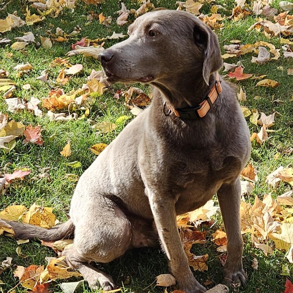 Kingston, a Adoptable Labrador Retriever in Hartland, WI image 2/6