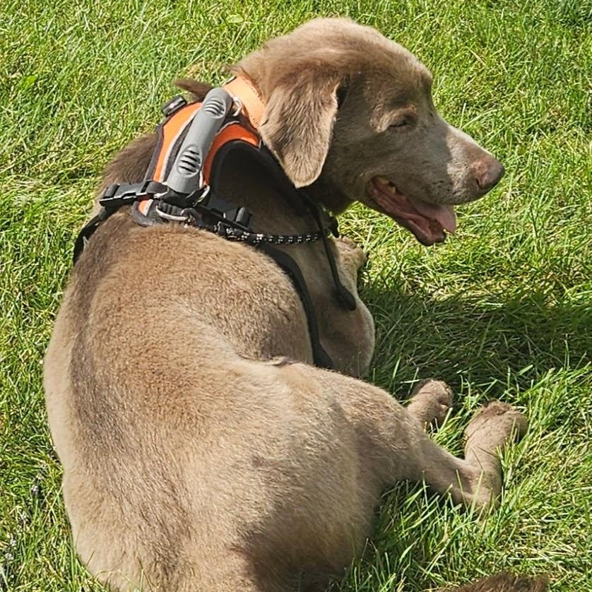 Kingston, a Adoptable Labrador Retriever in Hartland, WI image 4/6