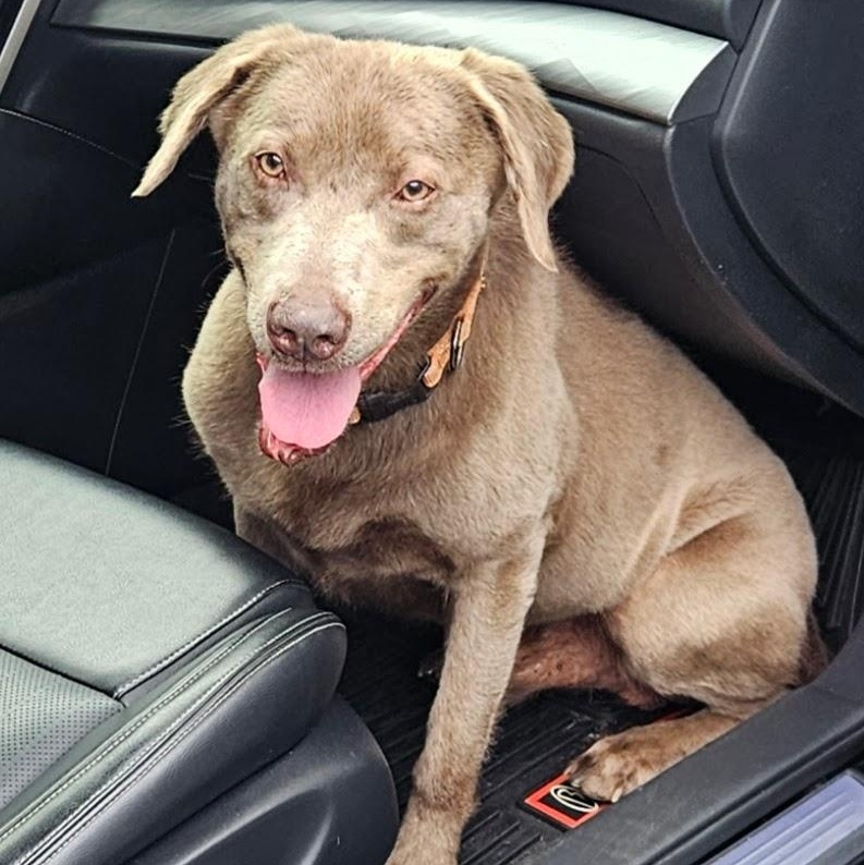 Kingston, a Adoptable Labrador Retriever in Hartland, WI image 3/6