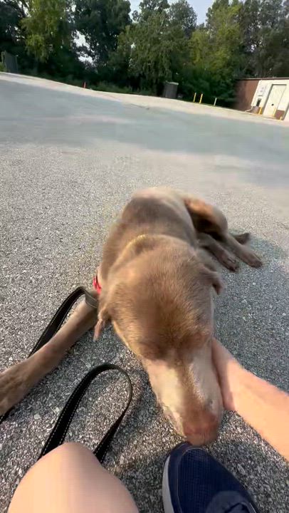 Enlarge Kingston, a Adoptable Labrador Retriever in Hartland, WI video 6/6