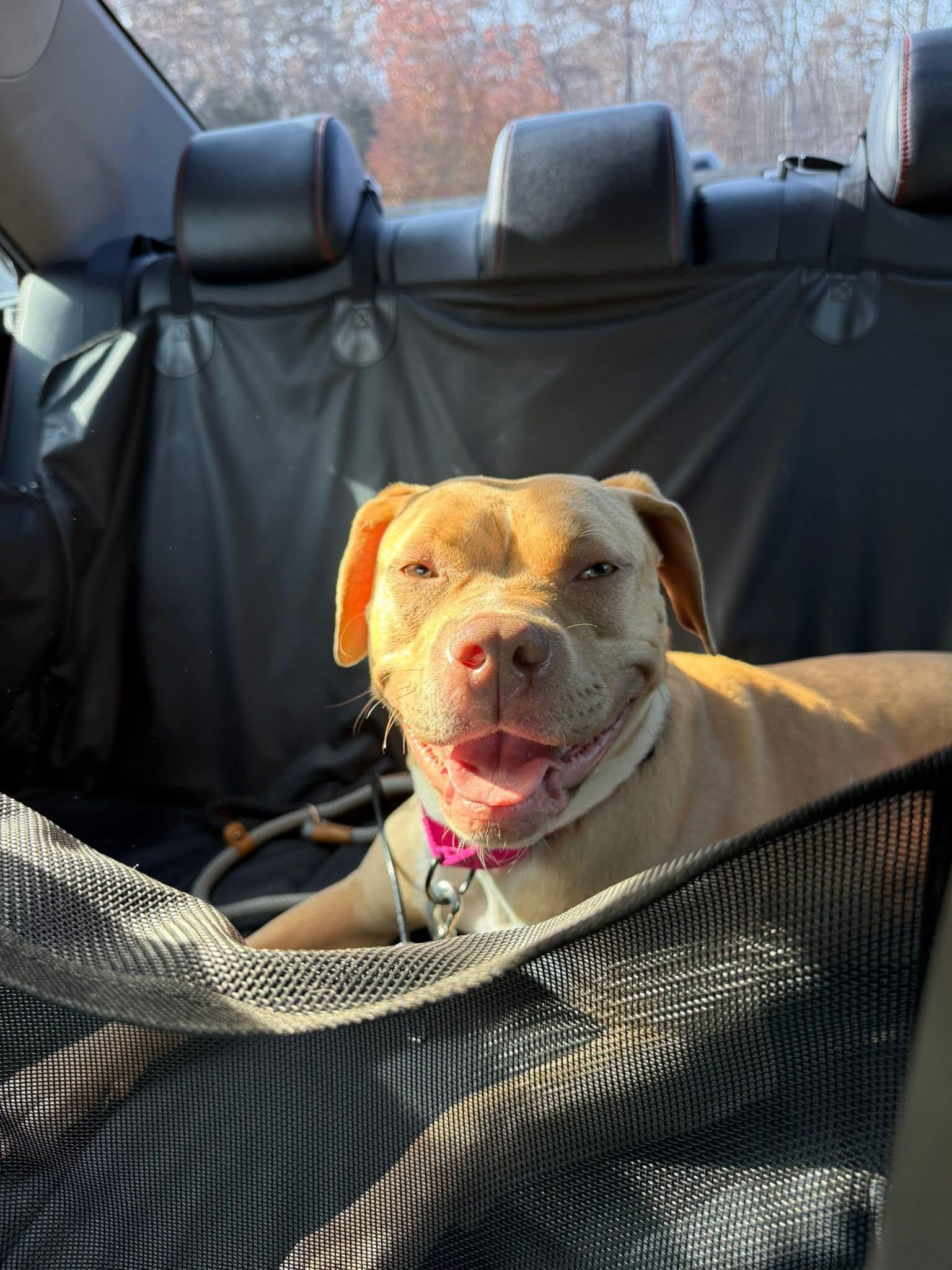 Cranberry, a ADOPTABLE mixed breed in Jackson , NJ image 1/4