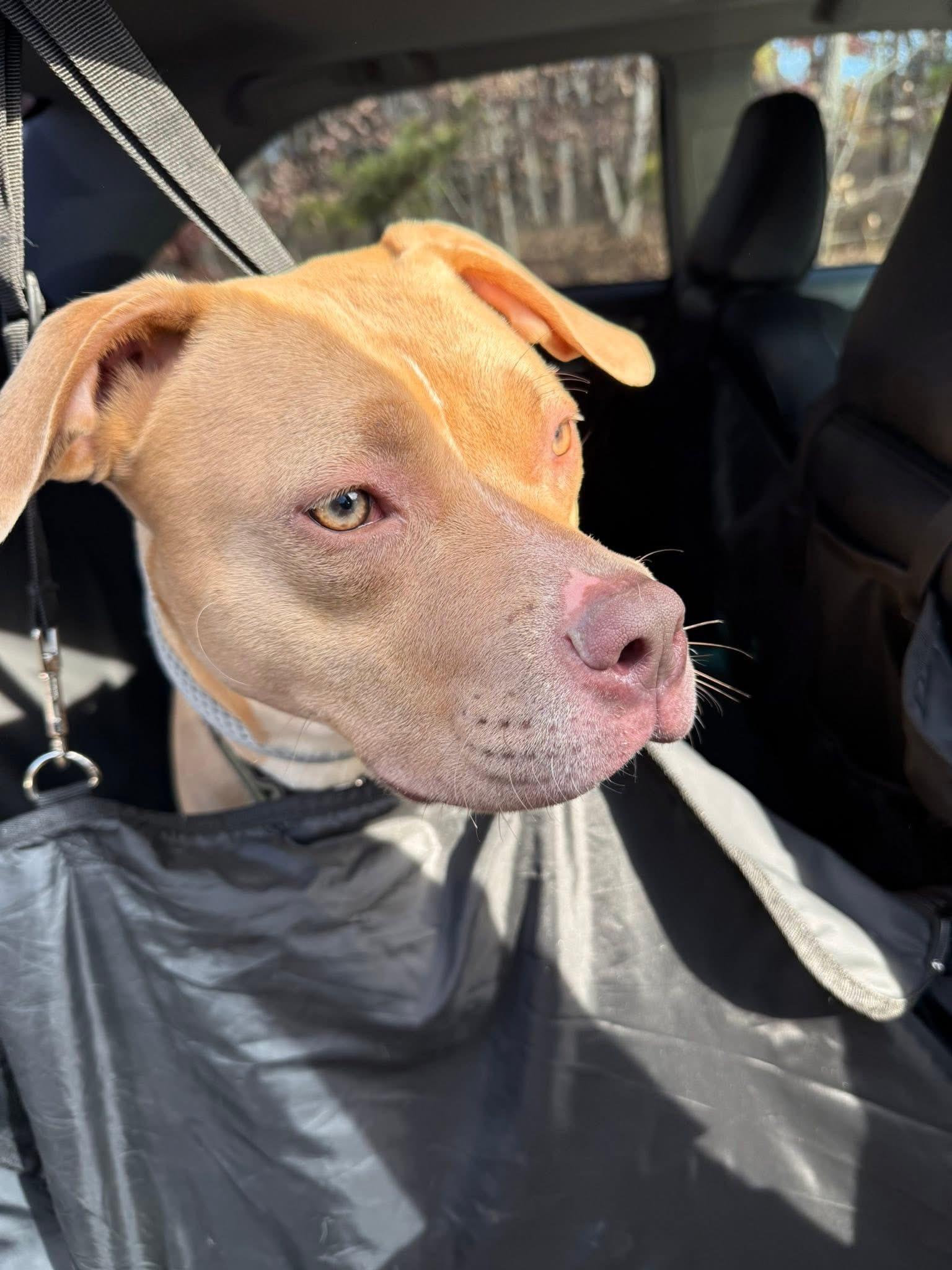 Cranberry, a ADOPTABLE mixed breed in Jackson , NJ image 2/4