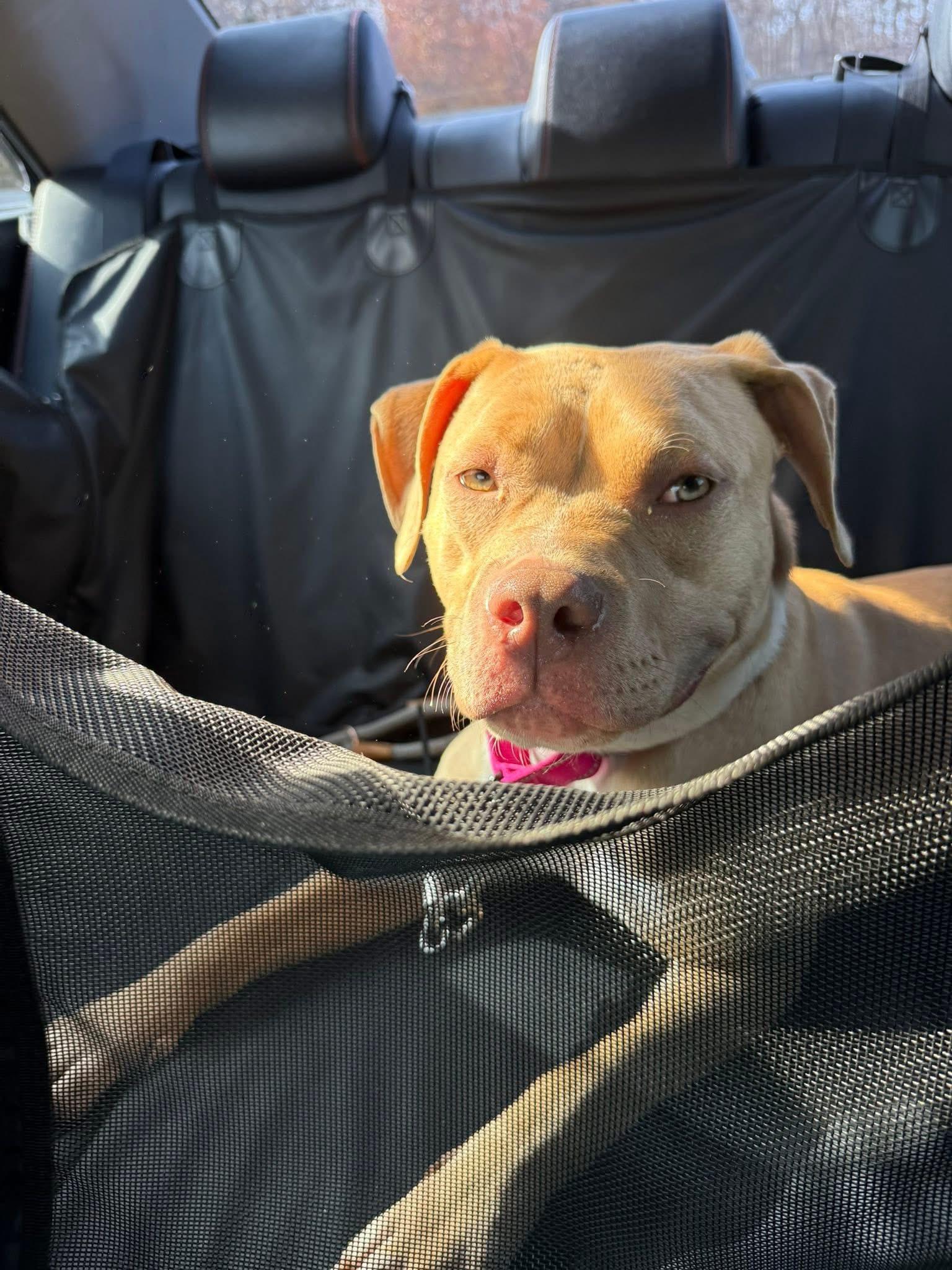 Cranberry, a ADOPTABLE mixed breed in Jackson , NJ image 4/4