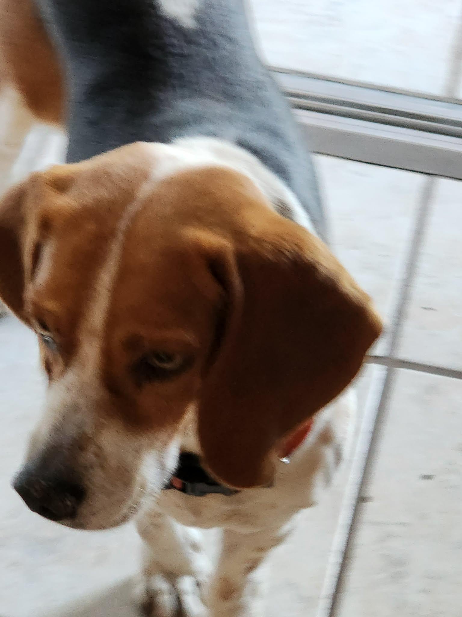 Chipmunk, Adopted, Adult Male Beagle.