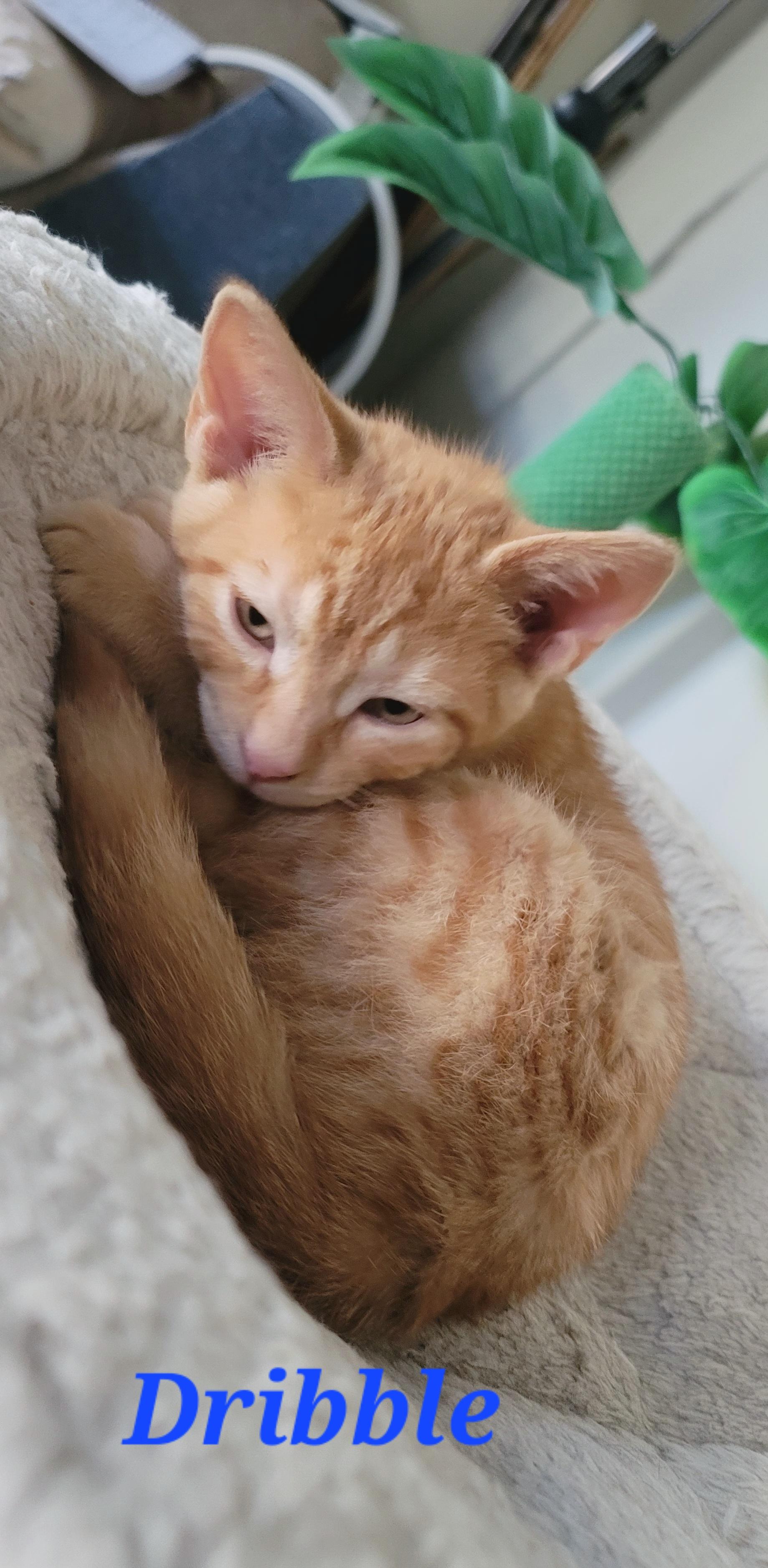 Dribble, adopted, Kitten Male Domestic Short Hair.