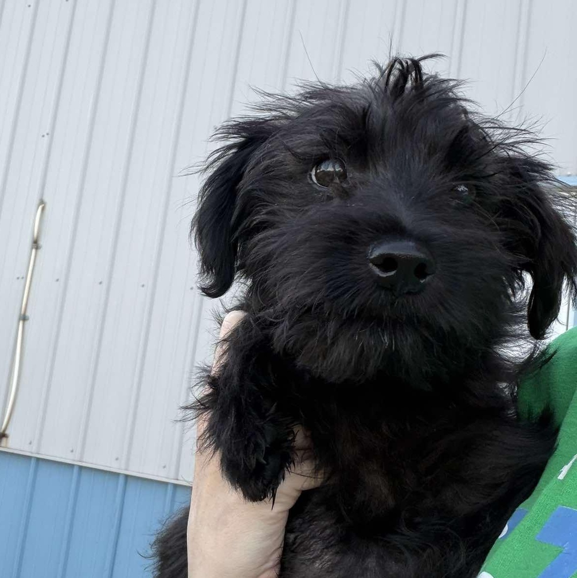 Frizz, an adopted Terrier in Valparaiso, IN image 2/2