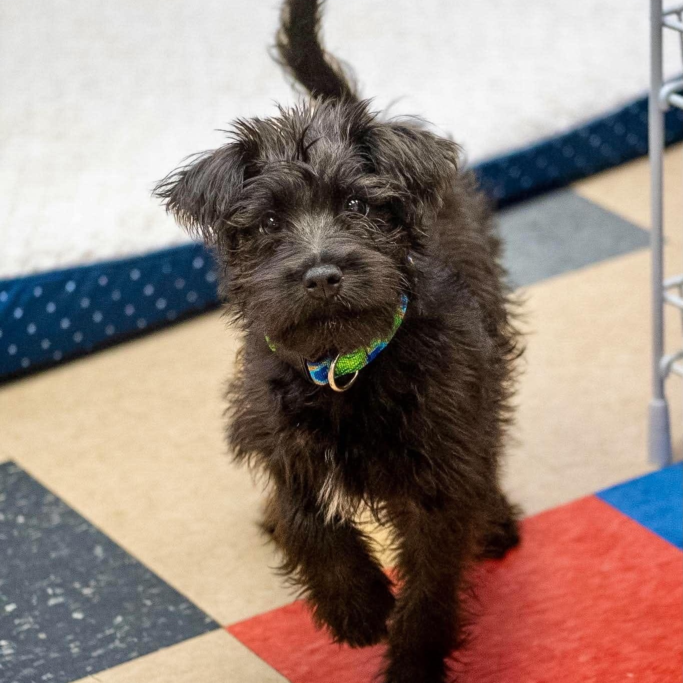 Frizz, adopted, Puppy Male Terrier.