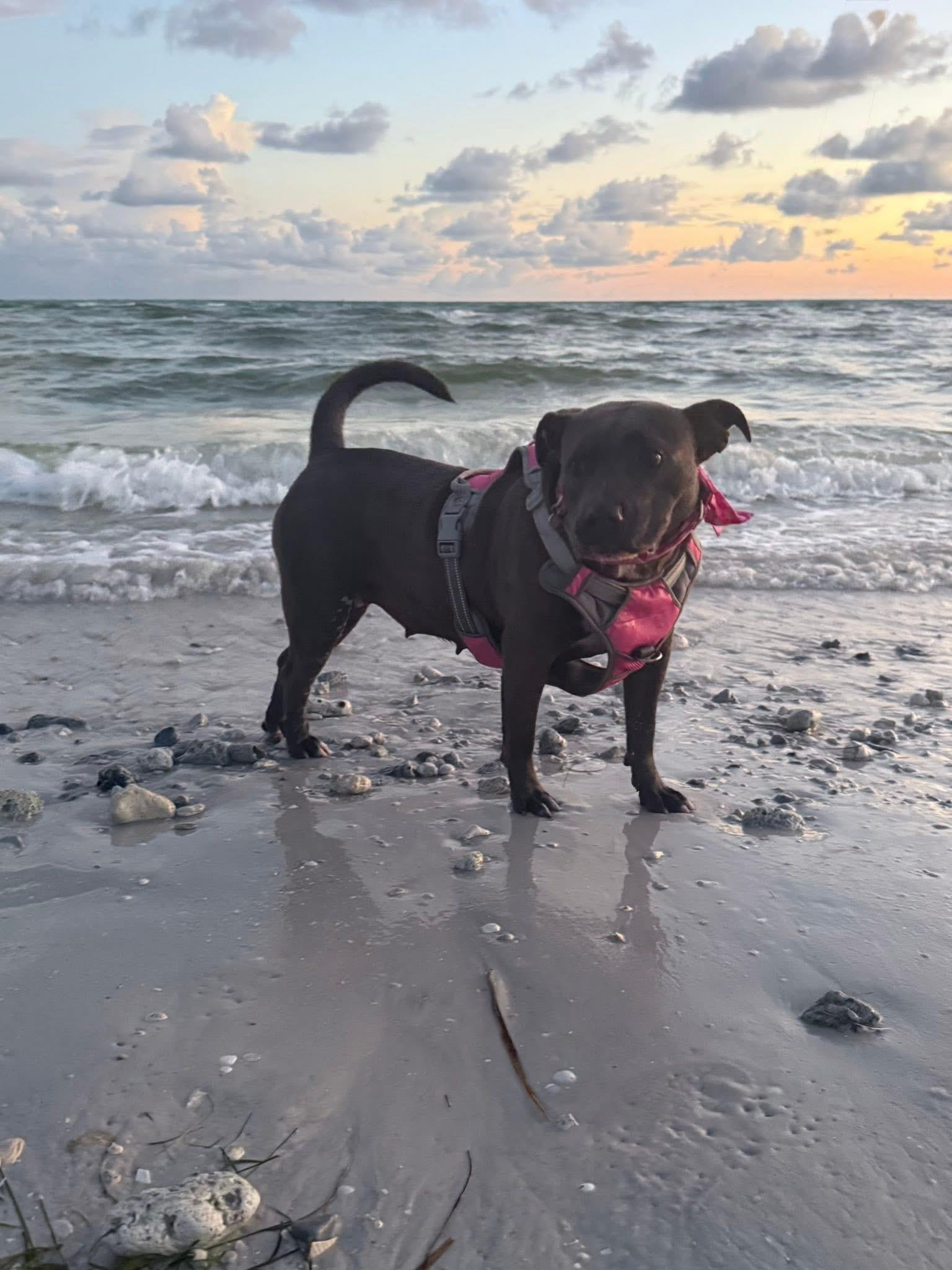 Maggie, adoptable, Young Female Mixed Breed.