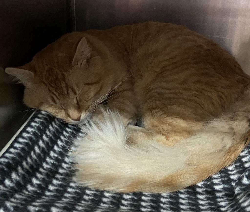 Enlarge Fester, a Adopted mixed breed in Virginia, MN image 1/5