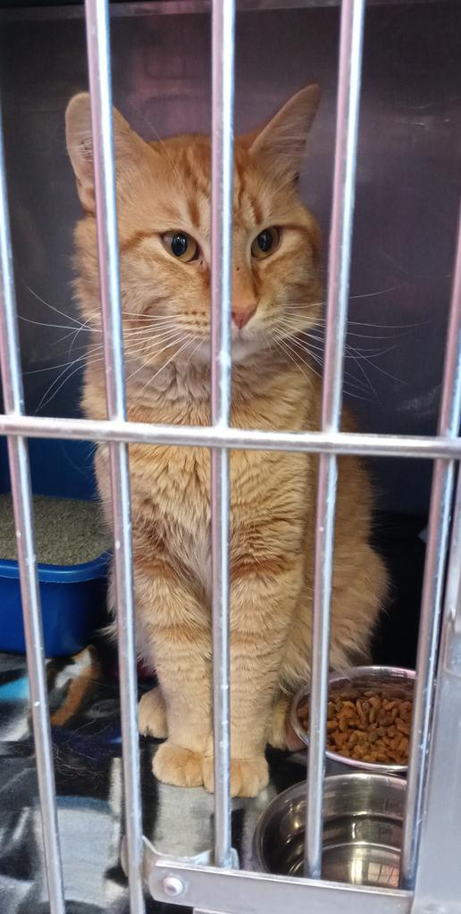 Enlarge Fester, a Adopted mixed breed in Virginia, MN image 2/5