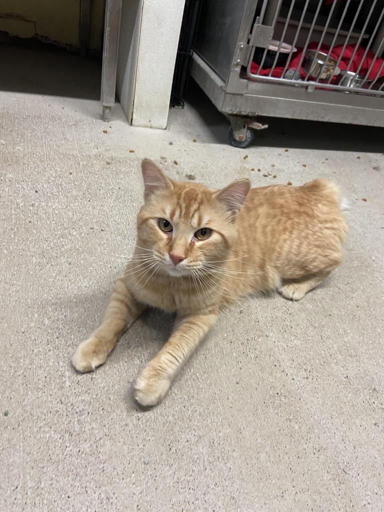 Enlarge Fester, a Adopted mixed breed in Virginia, MN image 3/5