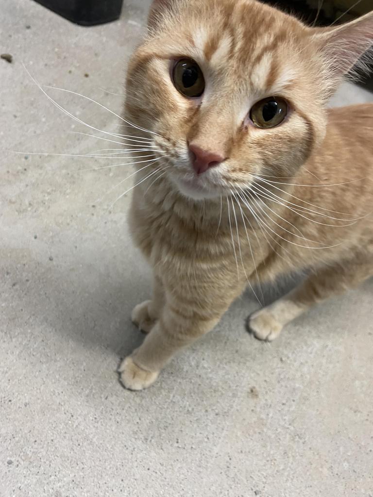 Enlarge Fester, a Adopted mixed breed in Virginia, MN image 4/5