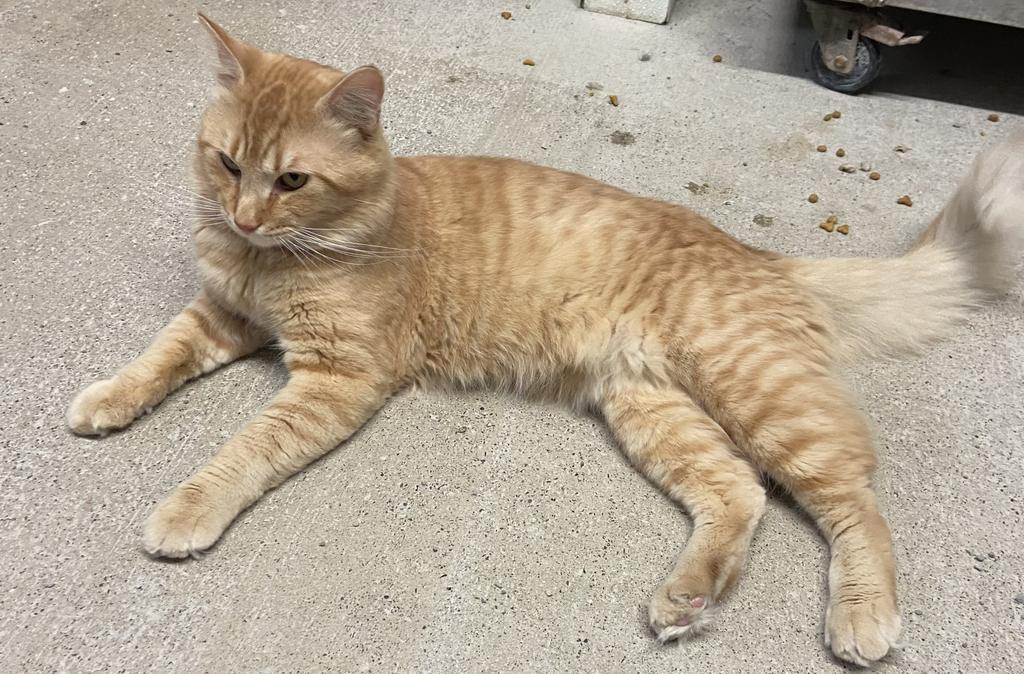 Enlarge Fester, a Adopted mixed breed in Virginia, MN image 5/5