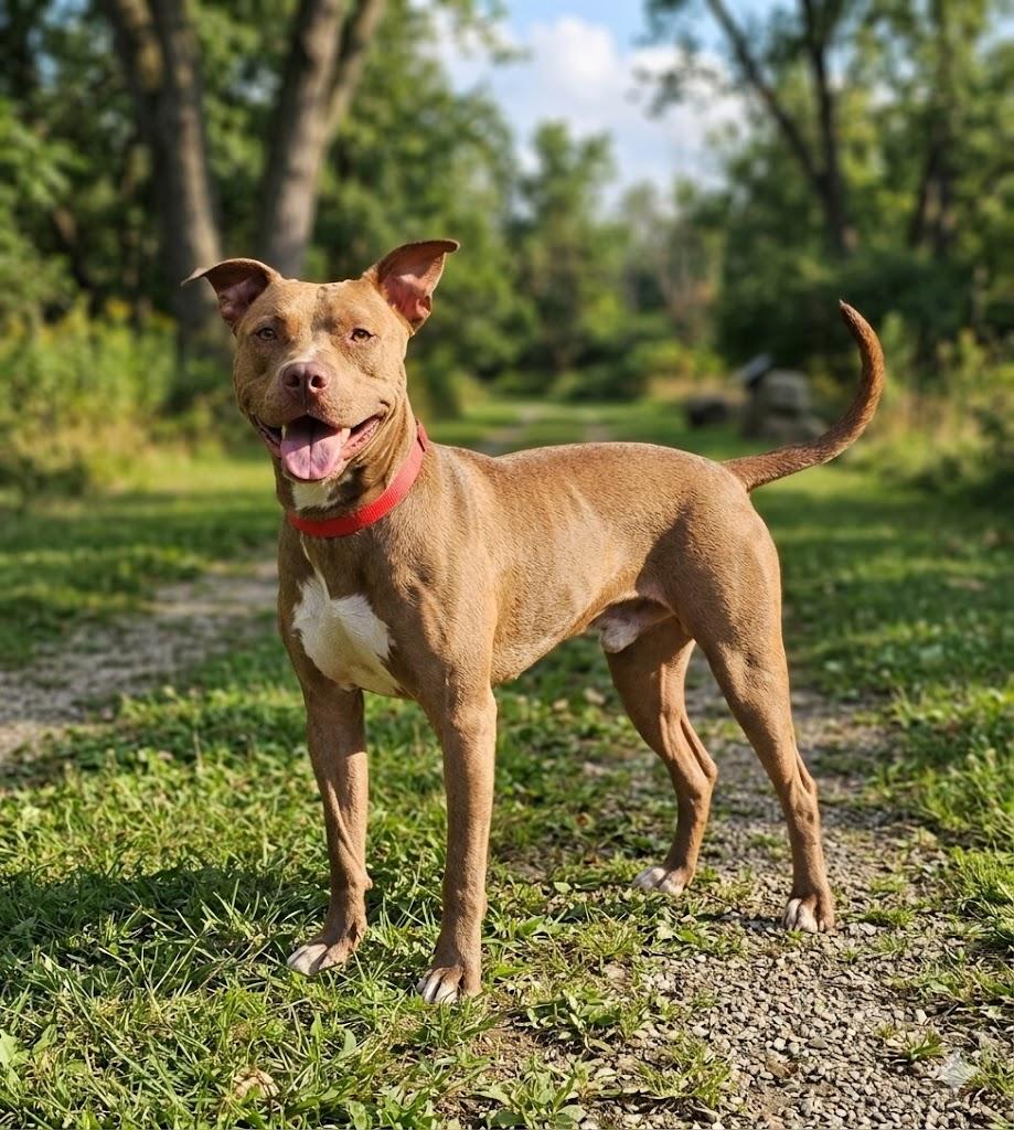 squeaks, ADOPTABLE, Adult Male Pit Bull Terrier.