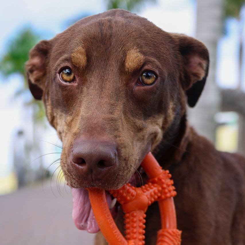 Enlarge Max, a Adoptable mixed breed in Bradenton, FL image 1/6