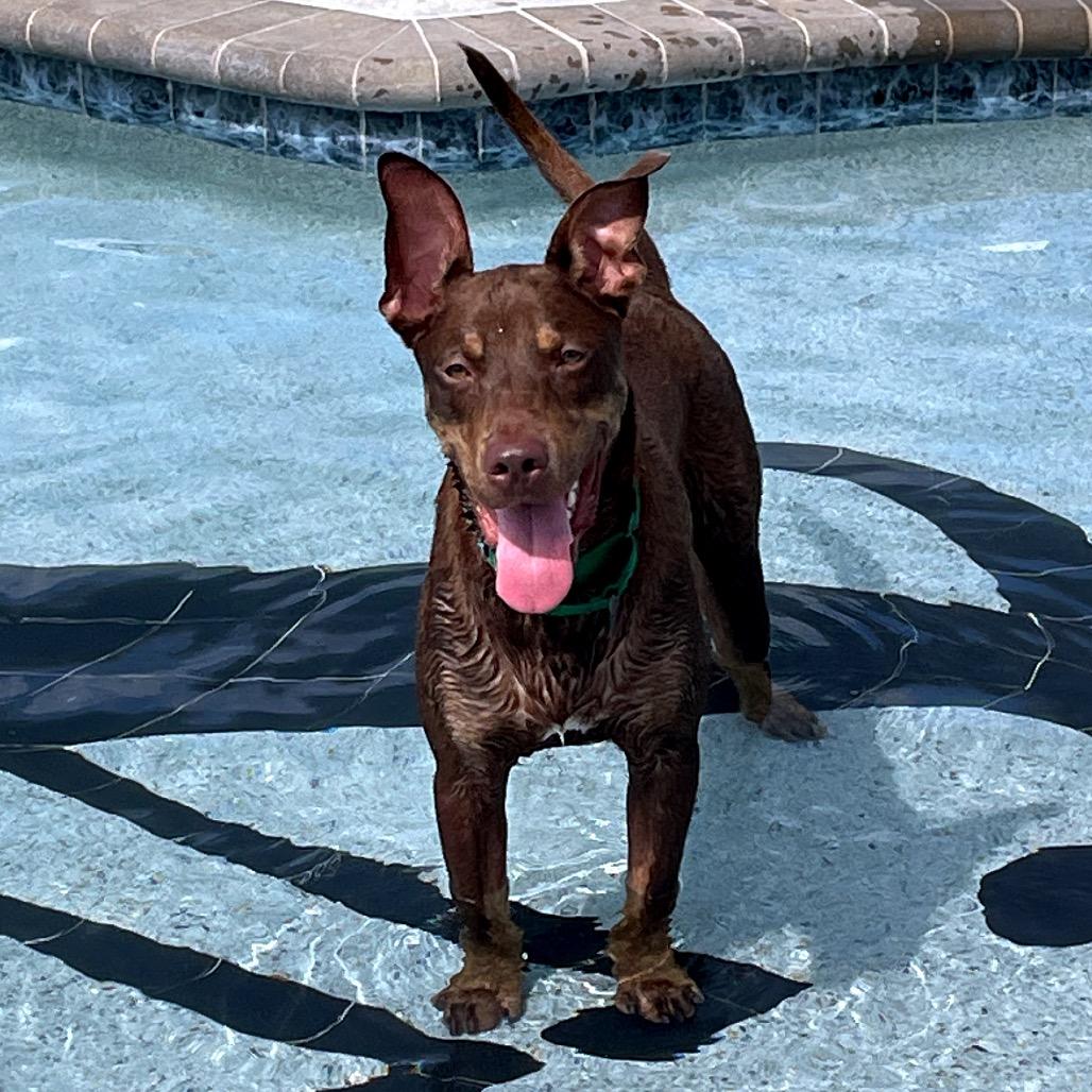 Enlarge Max, a Adoptable mixed breed in Bradenton, FL image 1/6