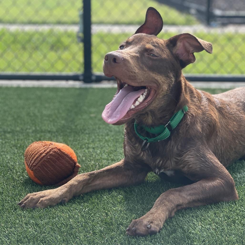 Enlarge Max, a Adoptable mixed breed in Bradenton, FL image 2/6