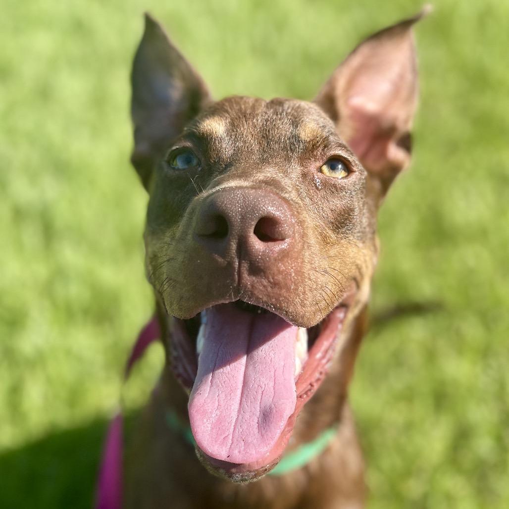 Enlarge Max, a Adoptable mixed breed in Bradenton, FL image 3/6