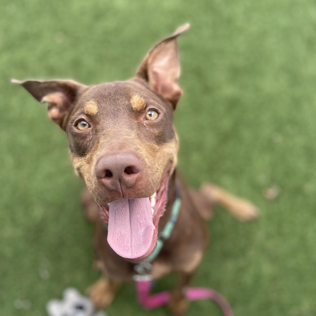 Enlarge Max, a Adoptable mixed breed in Bradenton, FL image 5/6