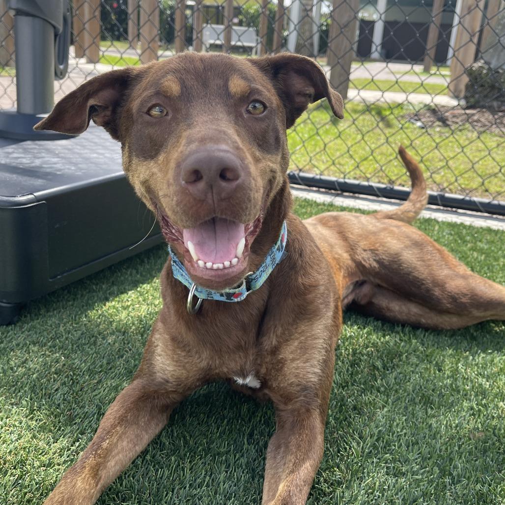 Enlarge Max, a Adoptable mixed breed in Bradenton, FL image 6/6
