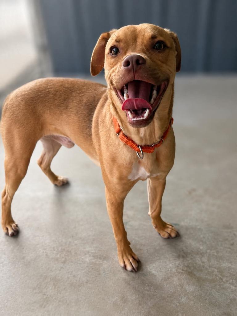 Louis, Adoptable, Puppy Male Mixed Breed.