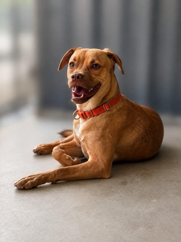 Louis, a Adoptable Mixed Breed in Viroqua, WI image 2/6