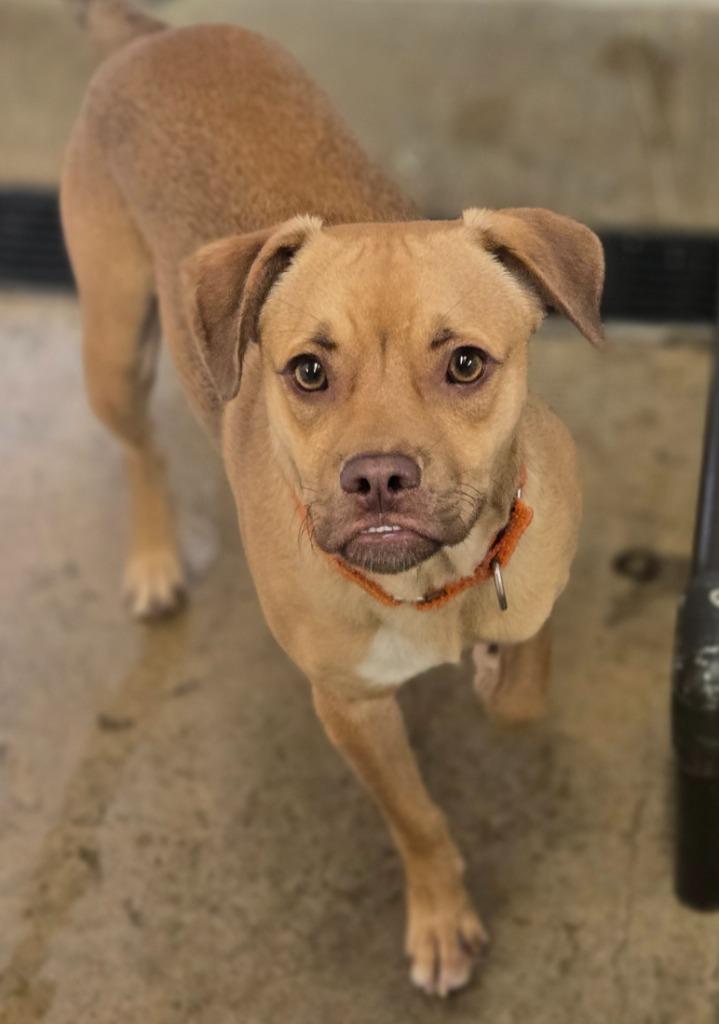 Louis, a Adoptable Mixed Breed in Viroqua, WI image 3/6