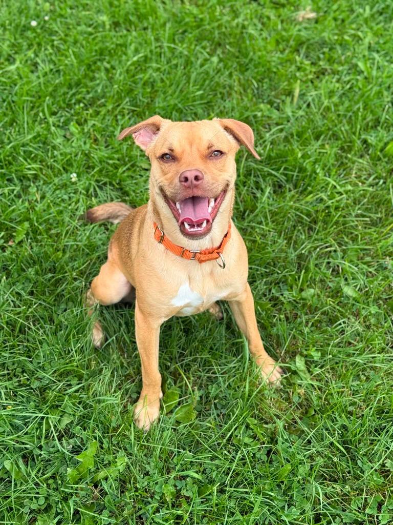 Louis, a Adoptable Mixed Breed in Viroqua, WI image 4/6