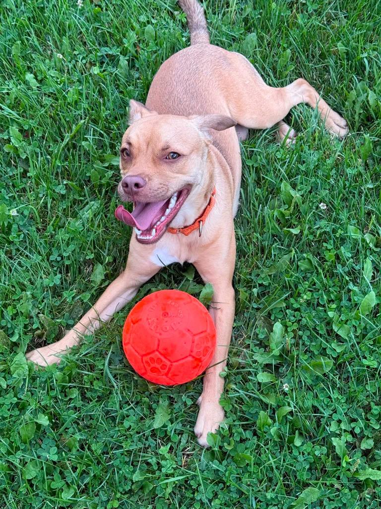 Louis, a Adoptable Mixed Breed in Viroqua, WI image 5/6