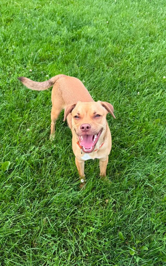 Louis, a Adoptable Mixed Breed in Viroqua, WI image 6/6