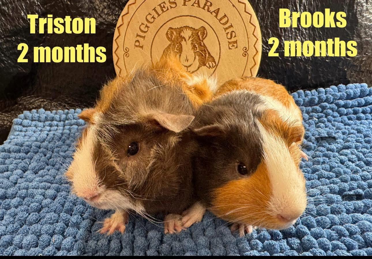 Enlarge Triston & Brooks, a Adopted Guinea Pig in Red Oak, IA image 1/1