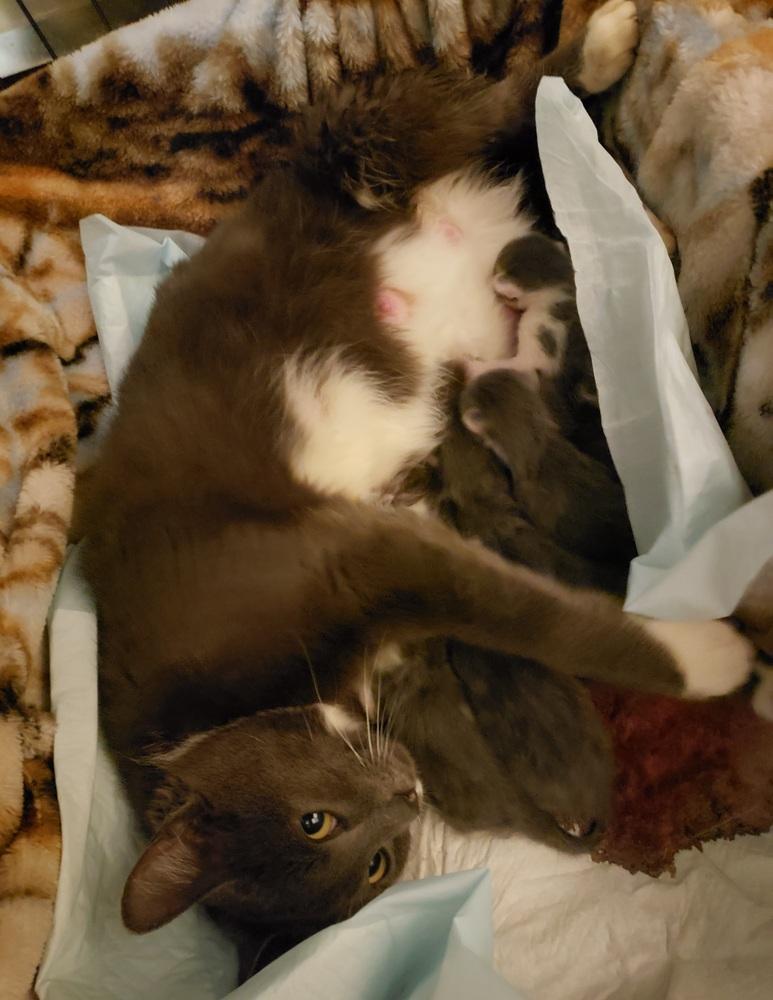 Enlarge Sarabi, a Adoptable mixed breed in Challis, ID image 1/4