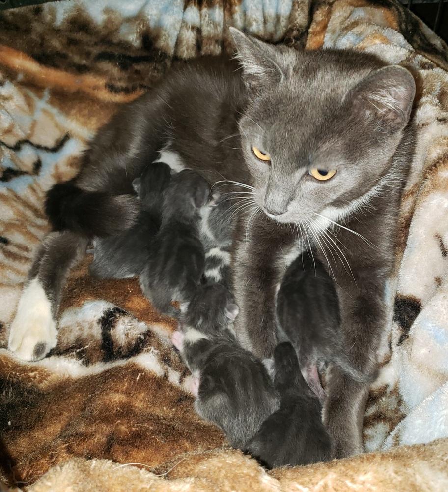 Enlarge Sarabi, a Adoptable mixed breed in Challis, ID image 2/4