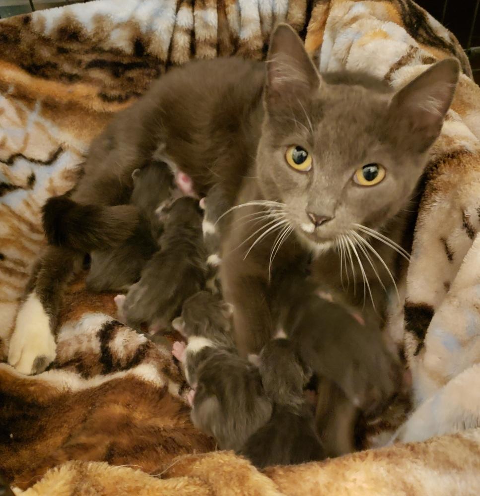 Enlarge Sarabi, a Adoptable mixed breed in Challis, ID image 3/4