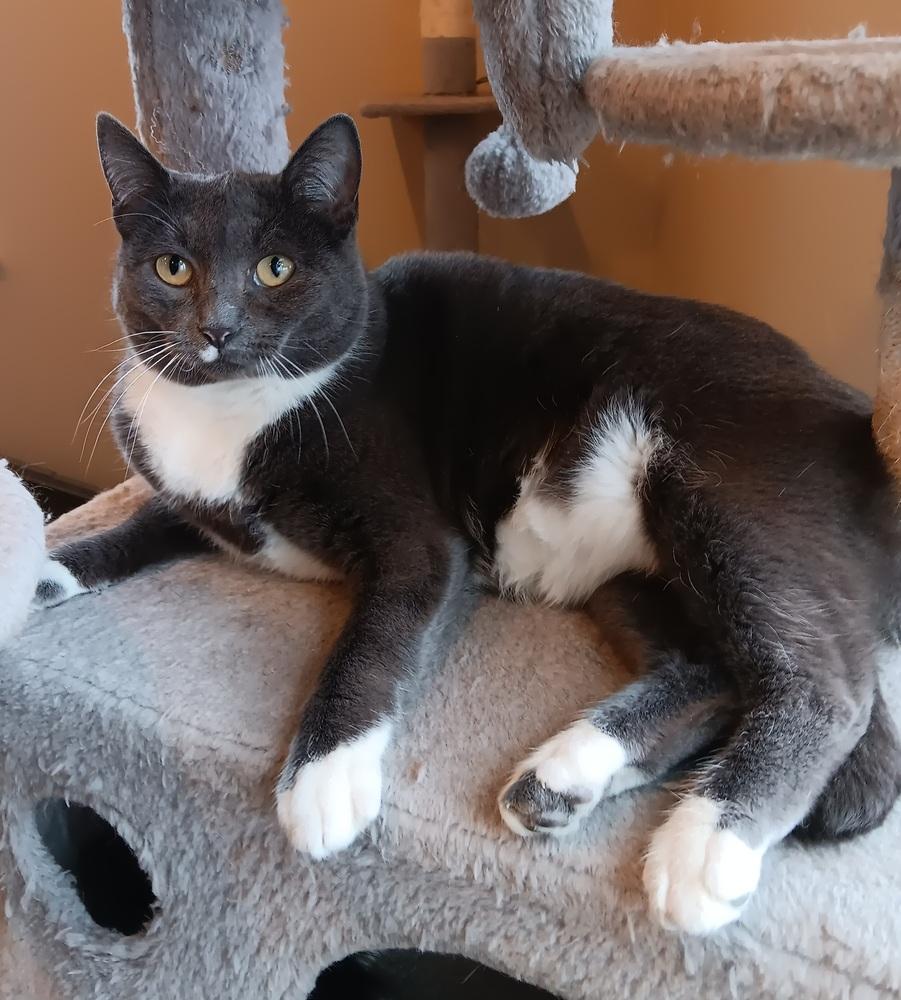 Enlarge Sarabi, a Adoptable mixed breed in Challis, ID image 3/6