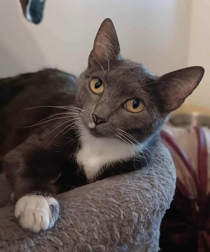 Enlarge Sarabi, a Adoptable mixed breed in Challis, ID image 4/4